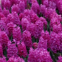 Hyacinths sold by De Vroomen Garden Products Hyacinths sold by De Vroomen Garden Products