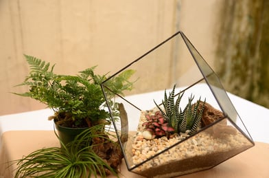 terrarium wholesale decor