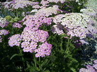 Bron & Sons Nursery Perennial.png Bron & Sons Nursery Perennial.png