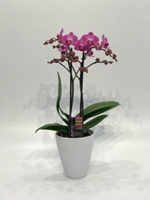 Cosmic Plants Wholesale Flower Orchids.png Cosmic Plants Wholesale Flower Orchids.png