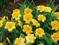 Sheridan Nurseries wholesale flowers.png Sheridan Nurseries wholesale flowers.png