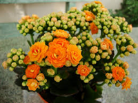 West Coast Floral Growers & Distributors Flowers.png West Coast Floral Growers & Distributors Flowers.png