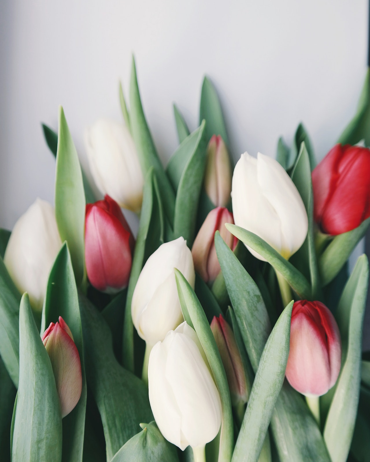 Tulips from the Garden Industry