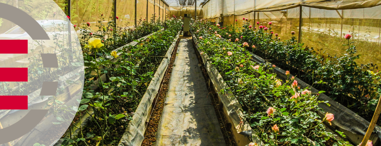 How does the cost of production affect the cost of a plant?