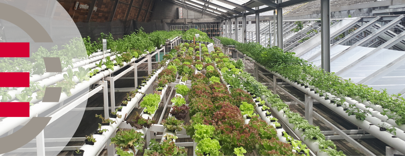 Three Greenhouse Technologies that Increase Production