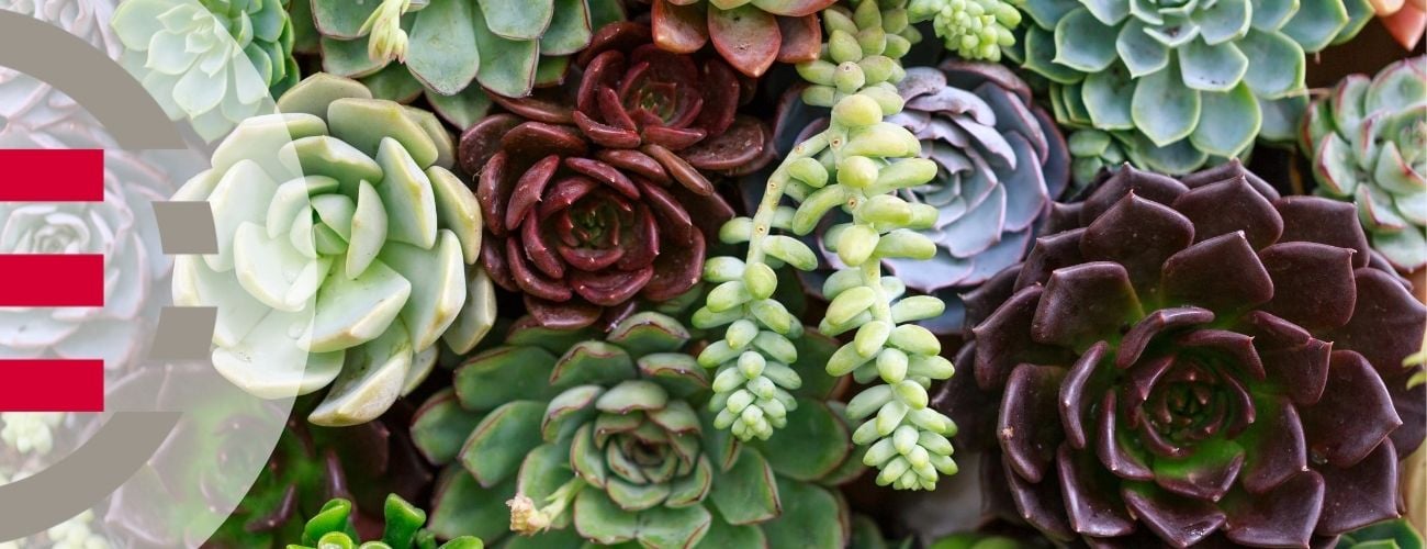 Determining the Price of a Plant